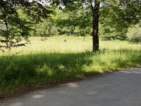 Djurgården